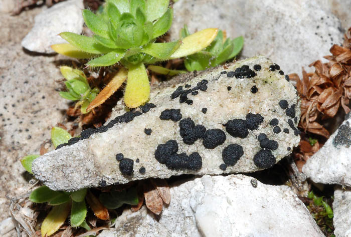 Licheni da determinare